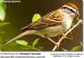 Обыкновенная воробьиная овсянка фото (Spizella passerina) - изображение №3060 onbird.ru.<br>Источник: www.avianweb.com